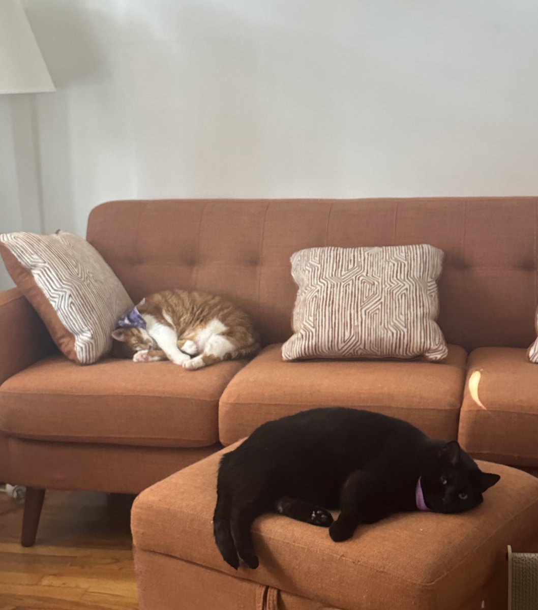 AngeliqueMGR's tweet photo. Aquí los míos… #DiaInternacionalDelGato
#JackTheCat
#CosmoTheCat
#diadelgato https://t.co/fdnJcQQD5P