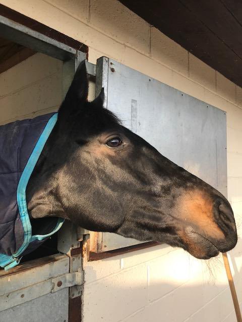 AWCarrollracing's tweet photo. We want to wish Temur Khan a very happy retirement after his final race at Brighton yesterday.

He’s been a true warrior, racing 74 times for us with eight wins.

Nice that he was able to go out at his beloved Brighton, a place he’s won four times at.

Happy retirement, Temur 💛 https://t.co/fQtGNF8u3u
