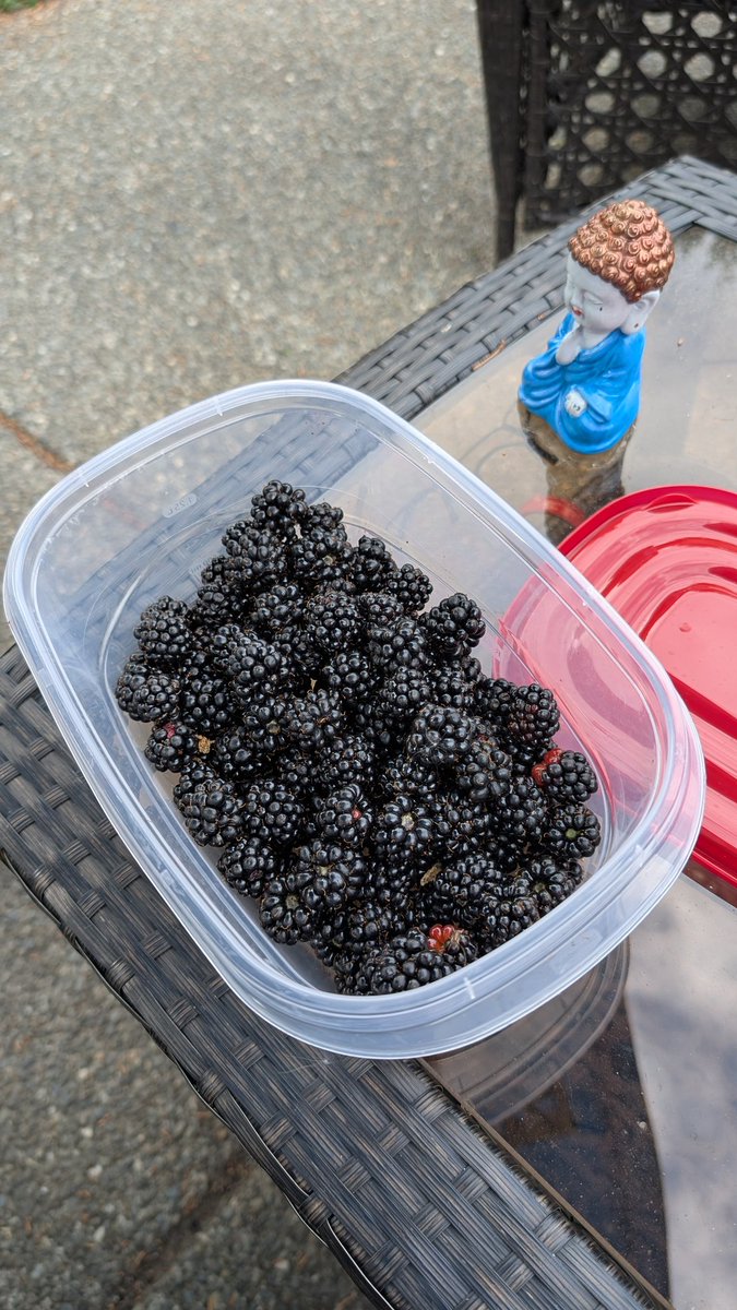 Nixee15's tweet photo. After months of waiting, the time has come... The berry bush that takes over the back of my yard pays off! There are so damn many! I got this much until bugs freaked me out 😂 https://t.co/0O9xY4Vyx9