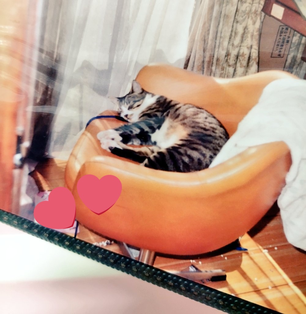 8月8日は、猫の日だったようですね、
実家で昔飼っていた猫さんの写真を、久しぶりに眺めました。
私が小学校高学年とか、中学生くらいの頃で、まだ携帯電話持ってなかったし、写真を撮る習慣がなくて、写真、少ししかないけど、かわいくて面白くて大好きでした✨️