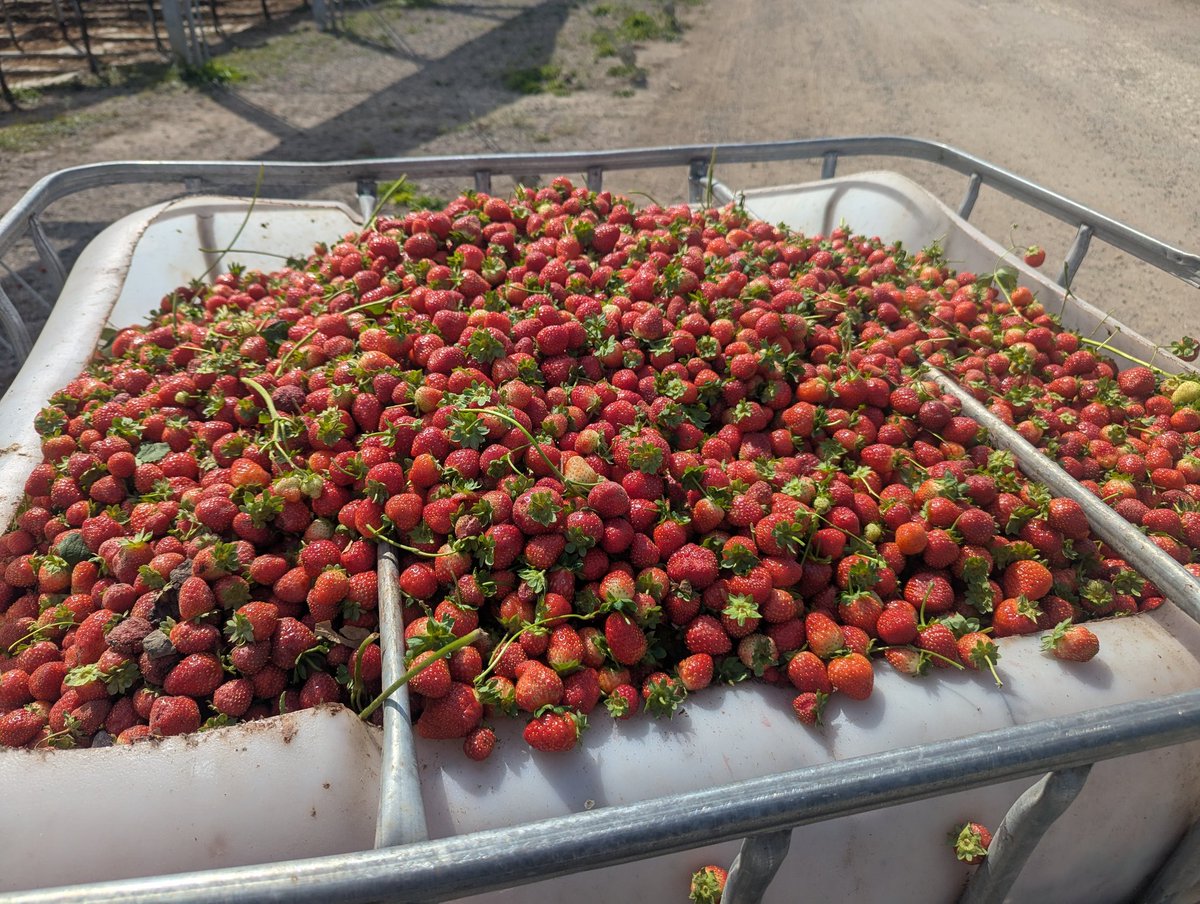 LocalHistorian_'s tweet image. Wastage in farming can be quite sad. On one farm in Kent, 3 ton out of a 7 ton harvest of British strawberries were either under or over the required size grading. Consumers are very particular.