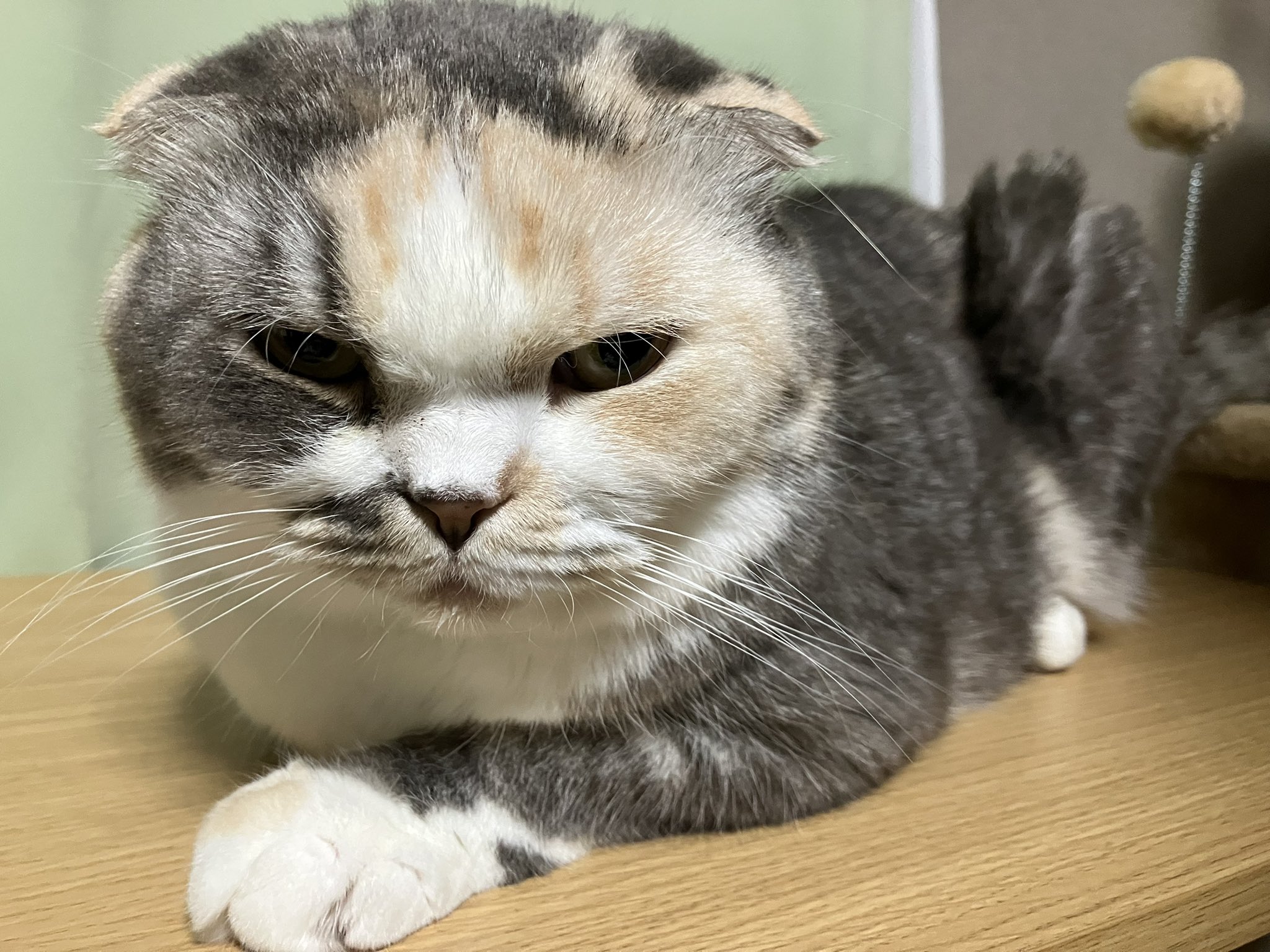 ねこ rvLdE7BoLul5comS.jpg