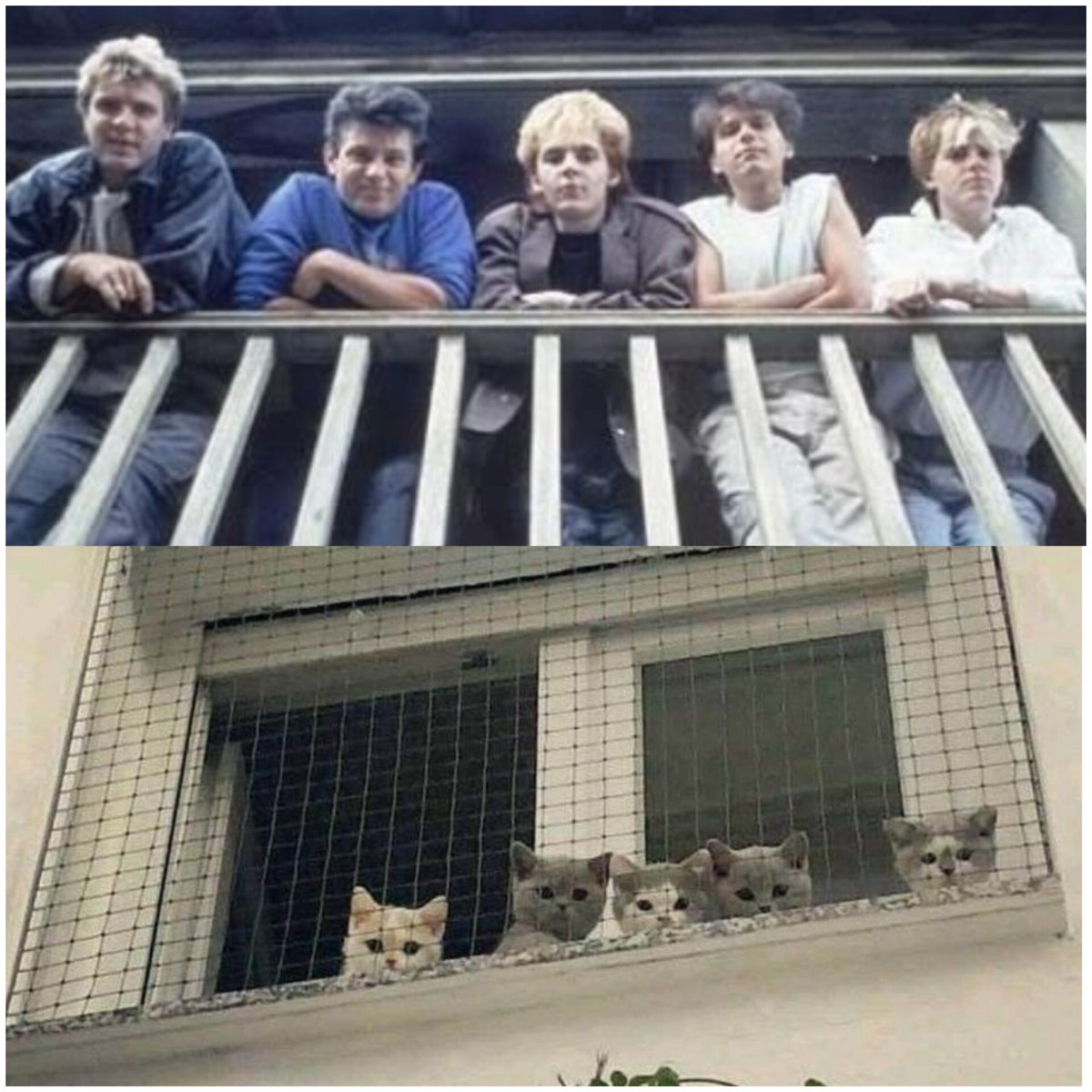 #InternationalCatDay 
#duranduran