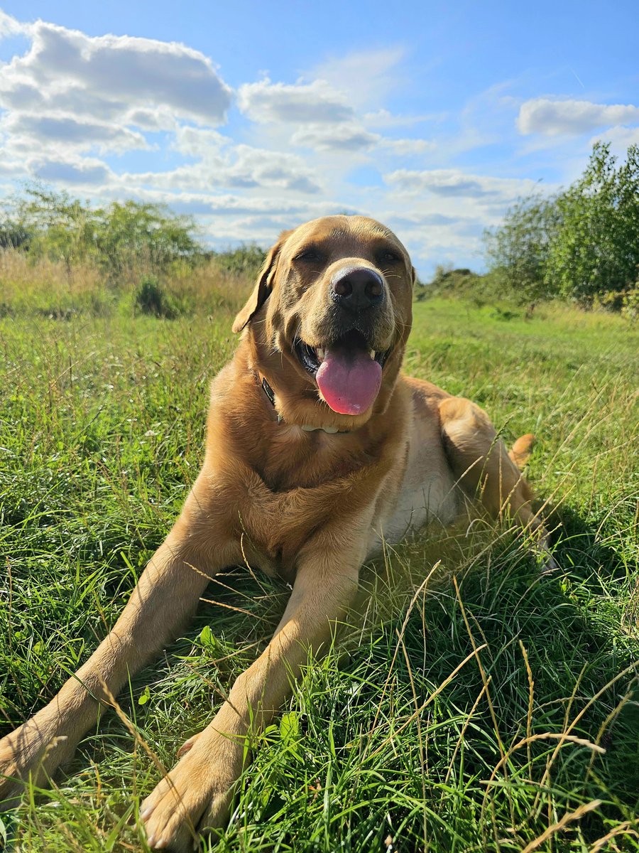 Bailey chilling for 5 minutes at the lake 🥰❤️ #Baileydaily #weekend