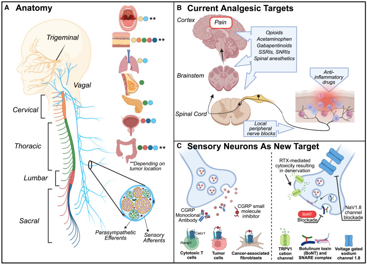 Waggoner Lab (@labwaggoner) on Twitter photo Commentary <a href="/Cancer_Cell/">Cancer Cell</a> <a href="/nicole_scheff/">Nicole Scheff</a>
Rethinking relief: Targeting sensory neurons to combat cancer and pain
cell.com/cancer-cell/fu⦠Commentary <a href="/Cancer_Cell/">Cancer Cell</a> <a href="/nicole_scheff/">Nicole Scheff</a>
Rethinking relief: Targeting sensory neurons to combat cancer and pain
cell.com/cancer-cell/fuβ¦