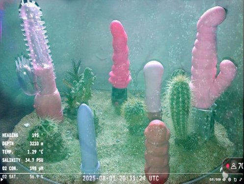 Es fascinante la biodiversidad encontrada a 3900 metros de profundidad en el Cañón submarino Mar del Plata