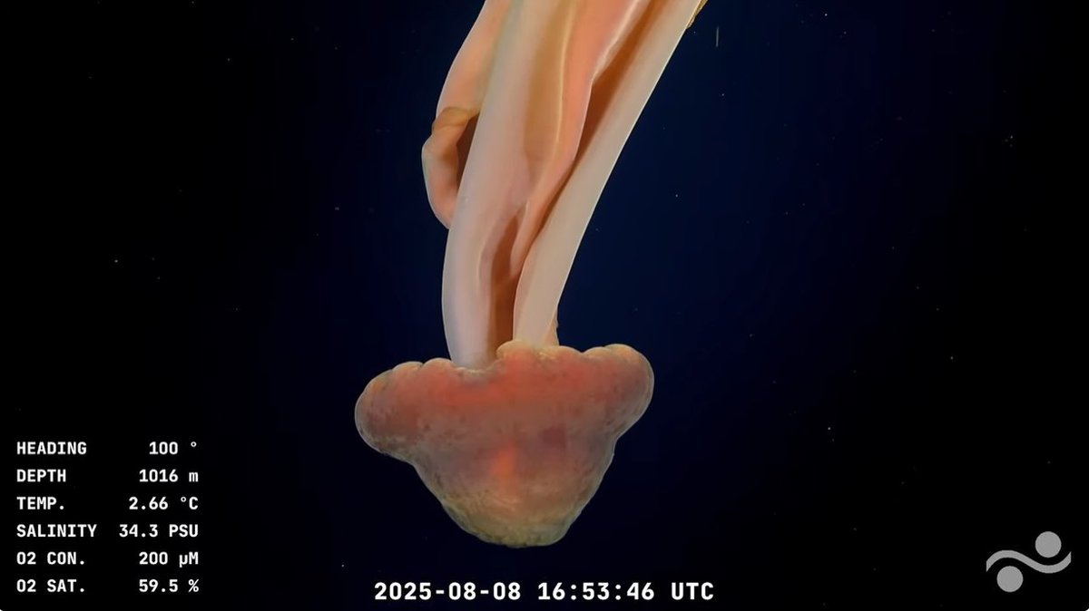 Vieron lo que es está belleza de #Stygiomedusagigantea a 1011 MTS de profundidad en el #MarDelPlataCanyon están cerrando con broche de oro la expedición #taludcontinental_iv con el <a href="/SchmidtOcean/">Schmidt Ocean</a>