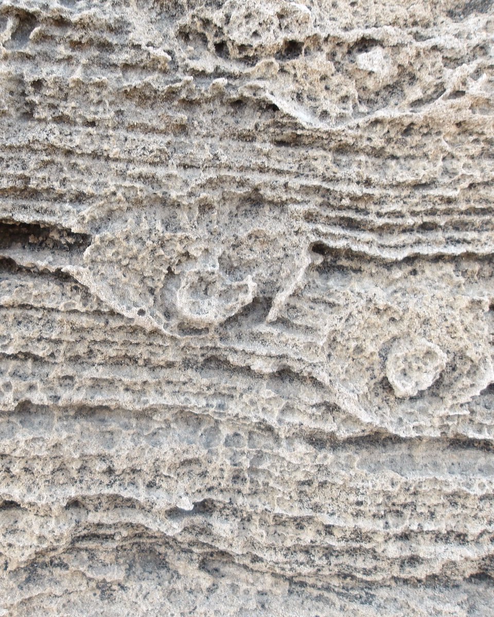 ABaucon's tweet photo. Claudia Caruso showed me the perfect site to appreciate #ichnofossils known as Bichordites and Cardioichnus. Bichordites offers a glimpse into #echinoid #burrowing behavior, Cardioichnus indicates stationary behavior! https://t.co/L2ob9oXJbx