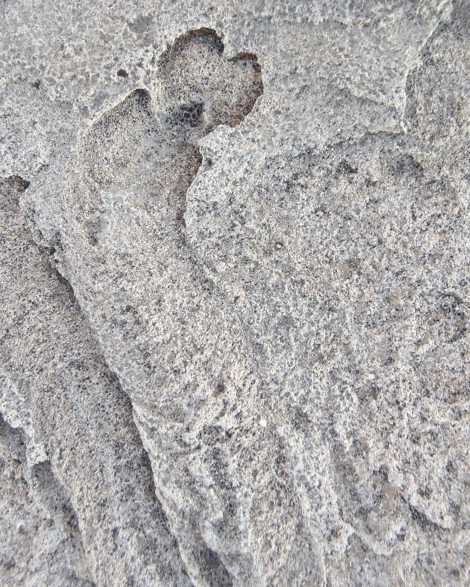 ABaucon's tweet photo. Claudia Caruso showed me the perfect site to appreciate #ichnofossils known as Bichordites and Cardioichnus. Bichordites offers a glimpse into #echinoid #burrowing behavior, Cardioichnus indicates stationary behavior! https://t.co/L2ob9oXJbx