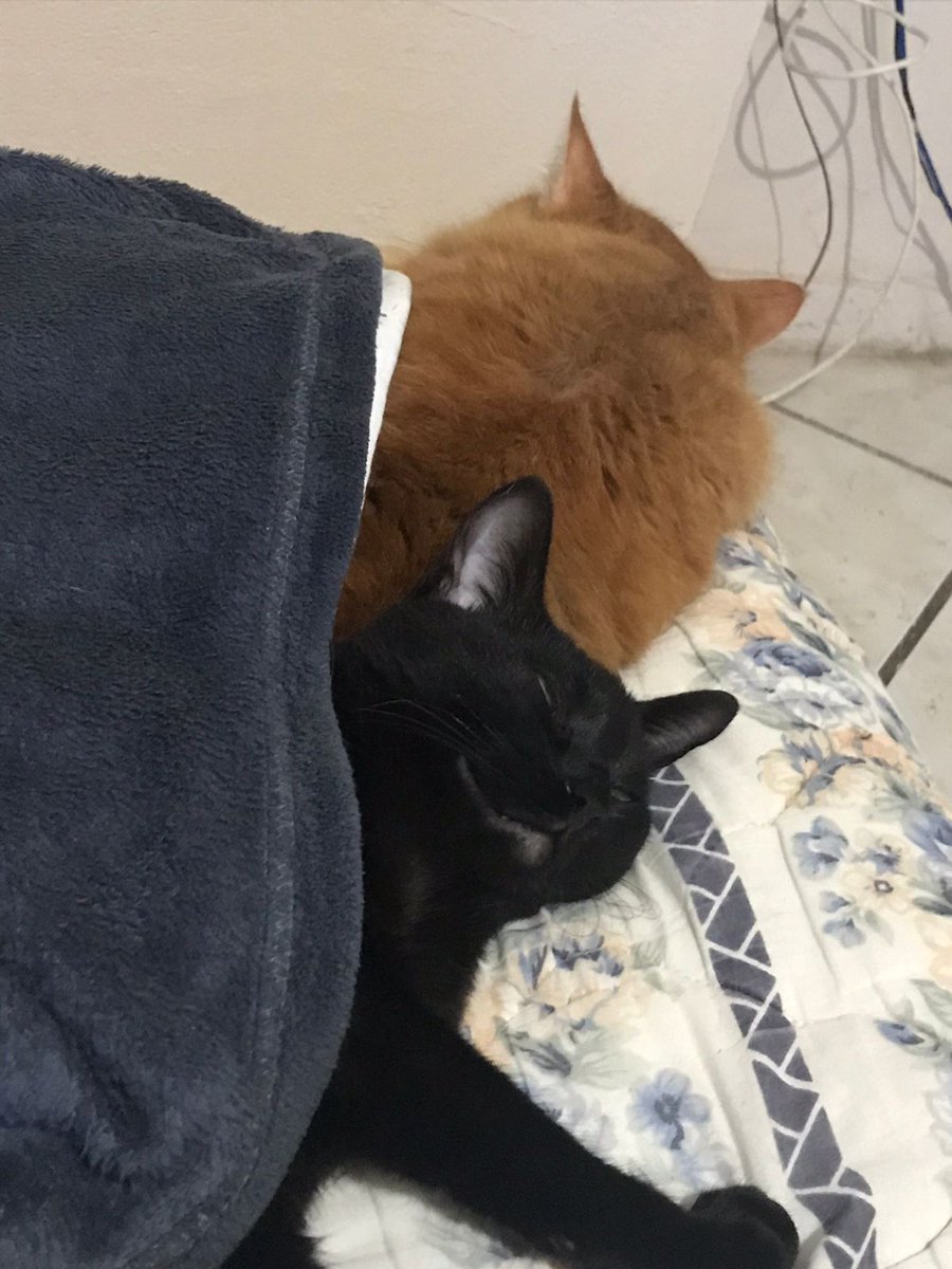 Perassio's tweet photo. Biribinha e chimi passando pra deixar seu oi aqui no #DiaDoGatoNaPetz https://t.co/ttaB7Ed2Va
