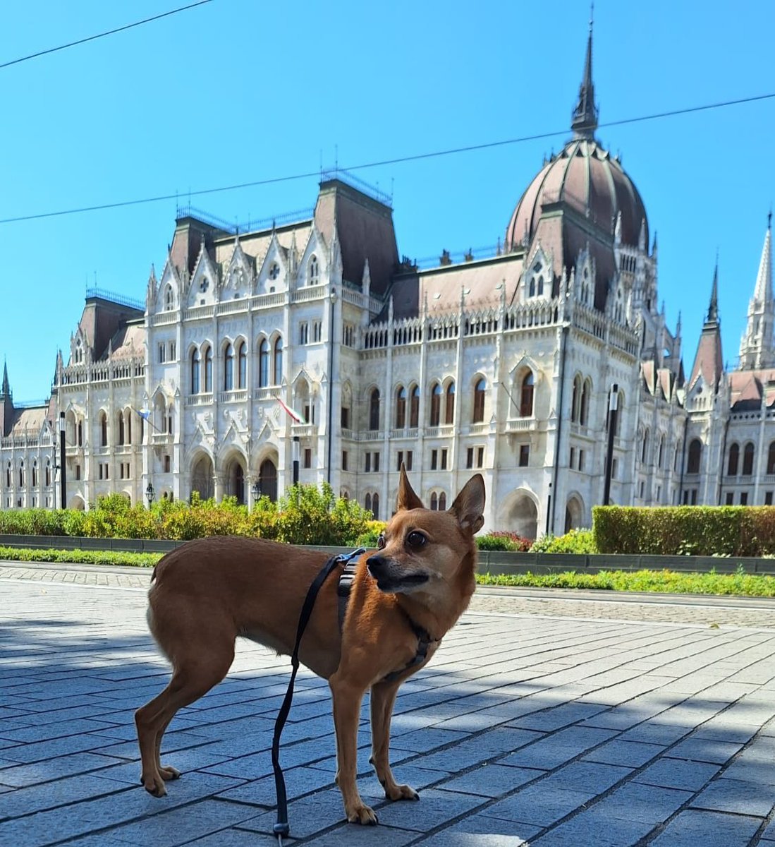 ursulitaglez's tweet image. Nuestra aportación al #HiloVeraniego del #ClaustroVirtual. Como dicen aquí, jó nyaralást!