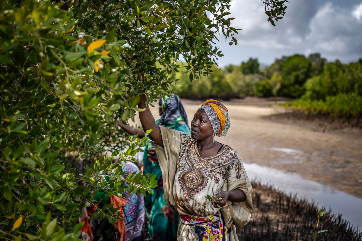 🌱 En la costa de Kenia, una comunidad local impulsa la restauración de manglares con esfuerzo colectivo y enfoque familiar. Su trabajo desafía tradiciones y gana reconocimiento nacional.

#ProyectoNaturaleza #LNNaturaleza
lanacion.com.ar/el-mundo/a-man…