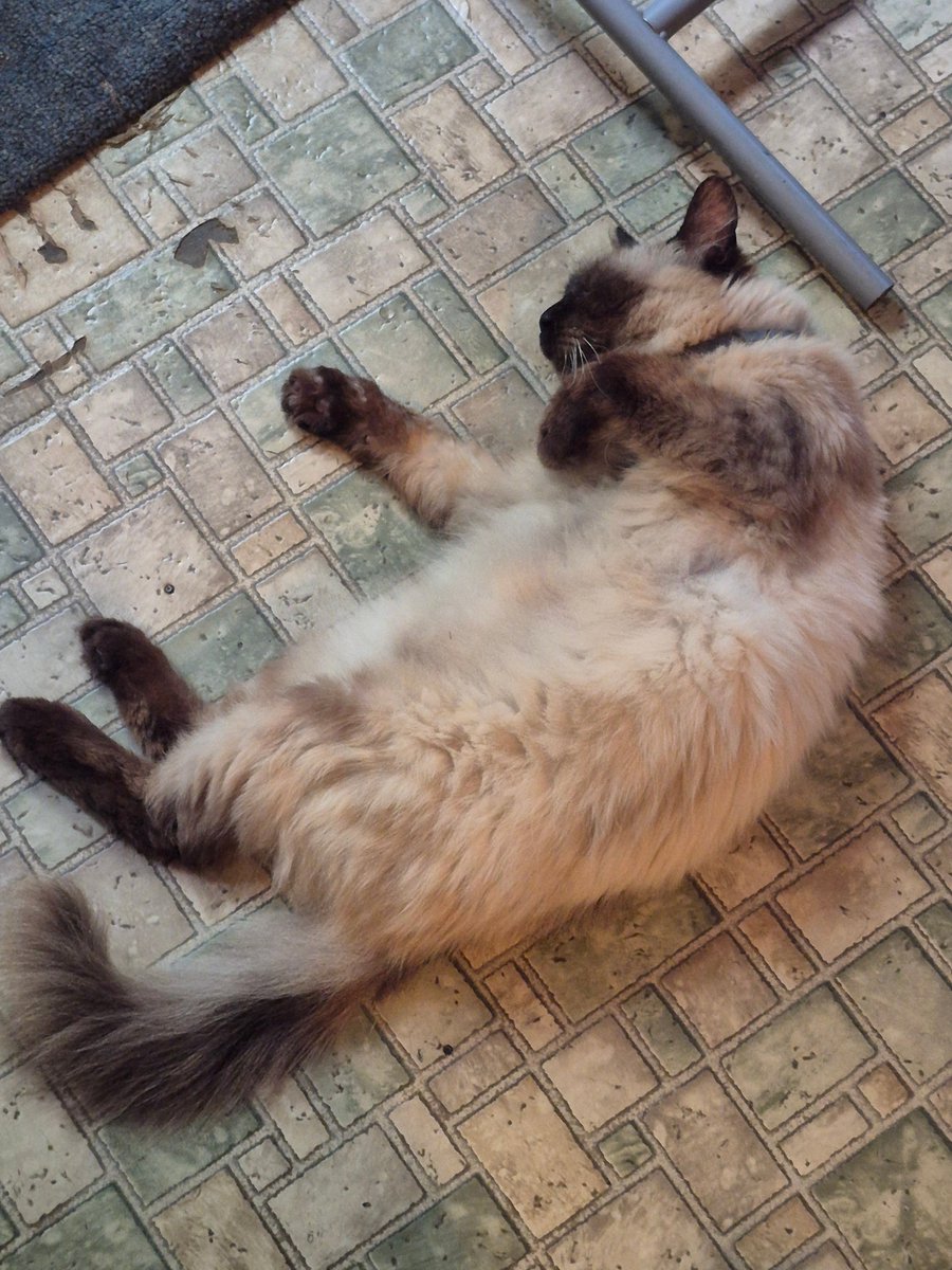 EmpressMeowMeow's tweet photo. Happy International Cat day! Love thy cat for thy cat is cute https://t.co/5kMVnPzUak