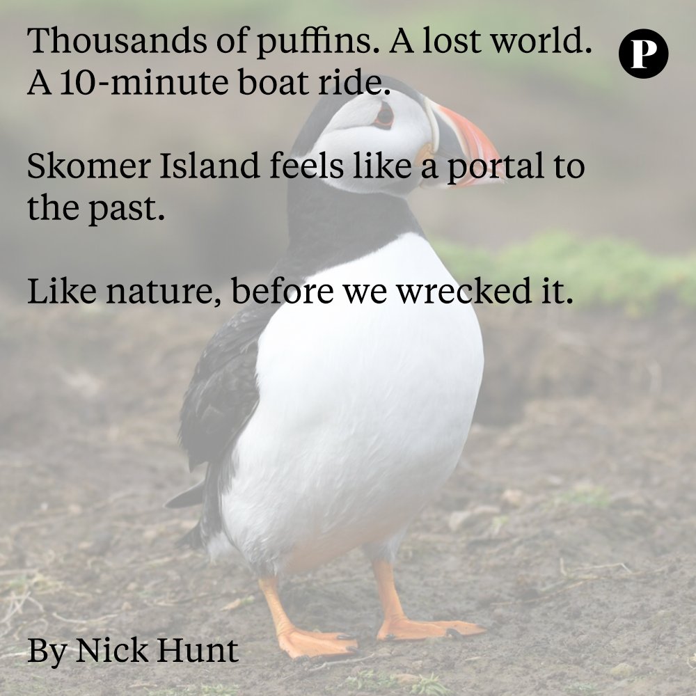 Puffins. Plastic bags. The distance between them hit like a wave.
From awe to grief to action -
The question isn’t just what have we done?

It’s what can we still do?

perspectivemedia.com/swimming-with-…

#PerspectiveMedia #Puffins #EcoGrief #NatureLoss #WildlifeRefuge #ConservationMatters