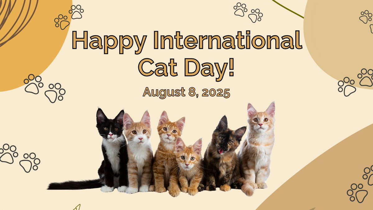 Happy #InternationalCatDay! 🐈