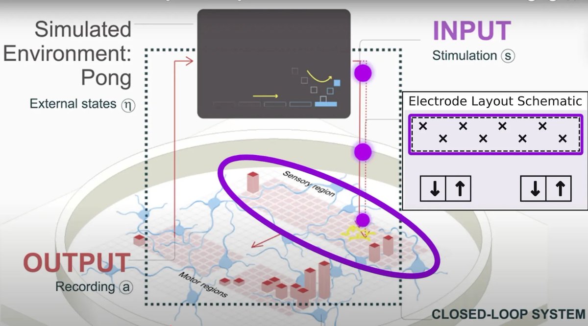 Forget AI.

Scientists grew real human brain cells in a dish… Then taught them to beat a computer at Pong

It wasn't programmed or coded but it learned like a living thing, because it was one.

Here’s how they did it, and why it should freak you out: 🧵