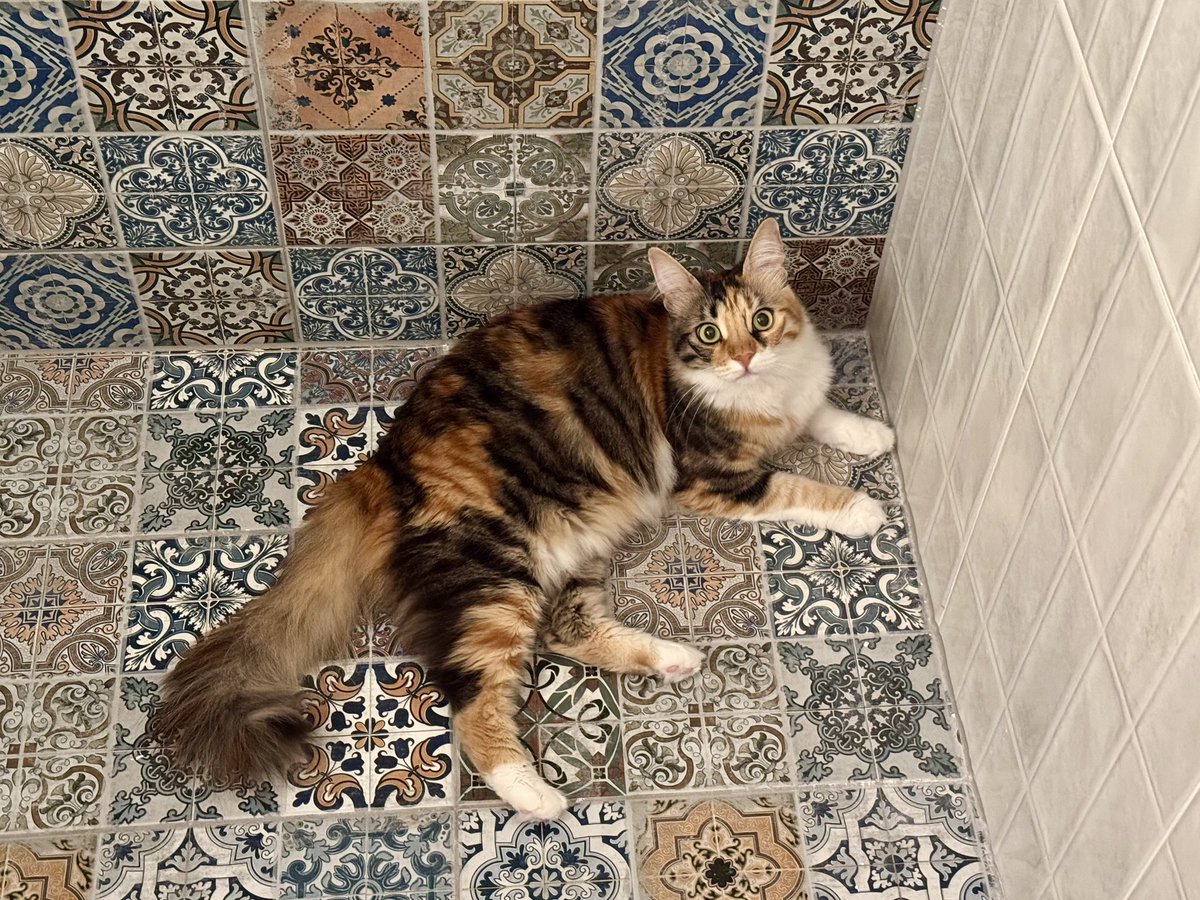 Не перестаю радоваться, какая же Тирамисушечка умница у нас. С этим ремонтом мы её лоток раз восемь уже переносили по этажам и комнатам, а она каждый раз такая: «а, туалет теперь здесь? Ну ок, принято, спасибо» и идёт туда по своим делам.
*на фото не лоток, повторяю, не лоток