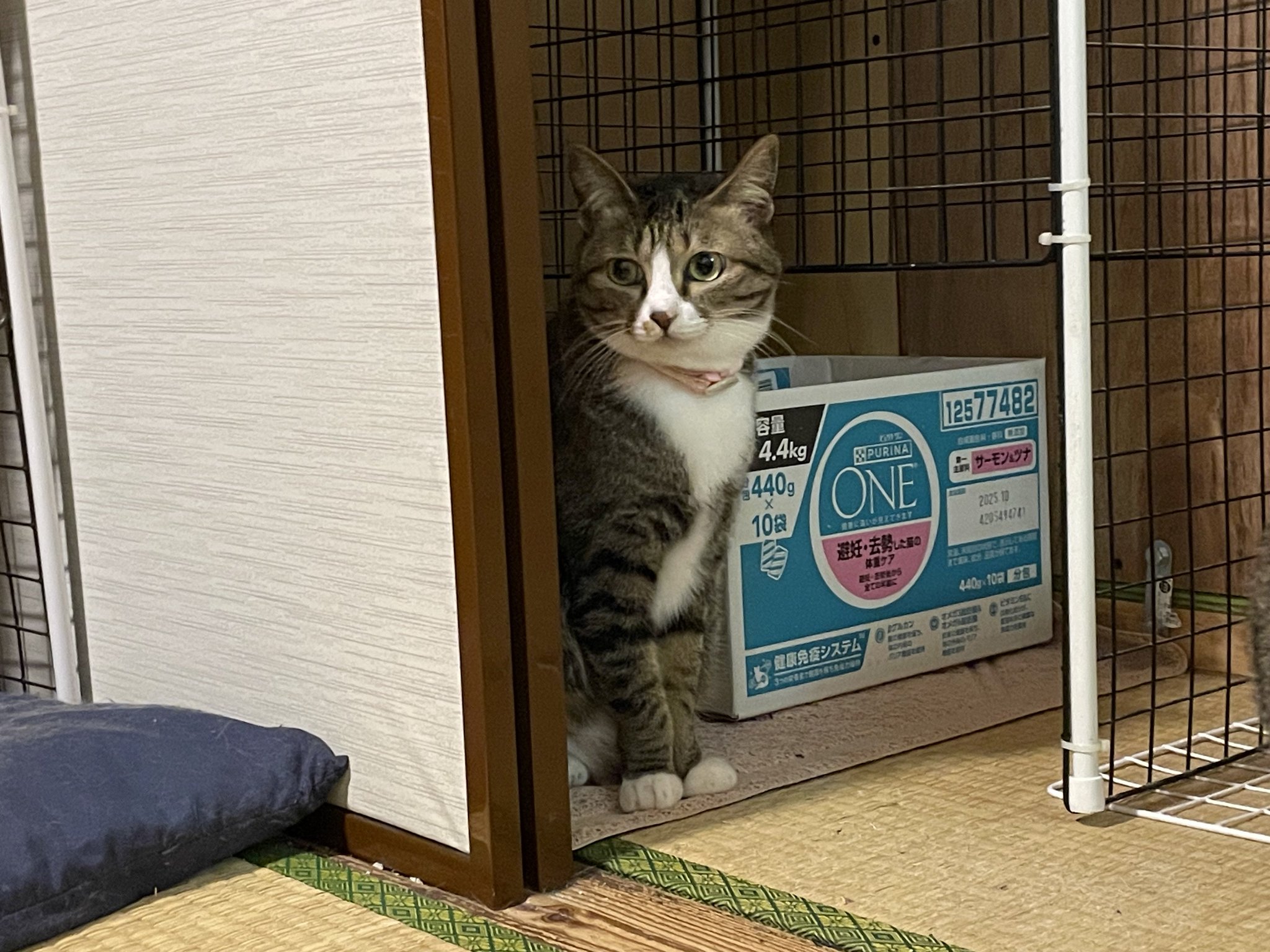 にゃん太す にゃんちくだいすきくらぶ on X: 