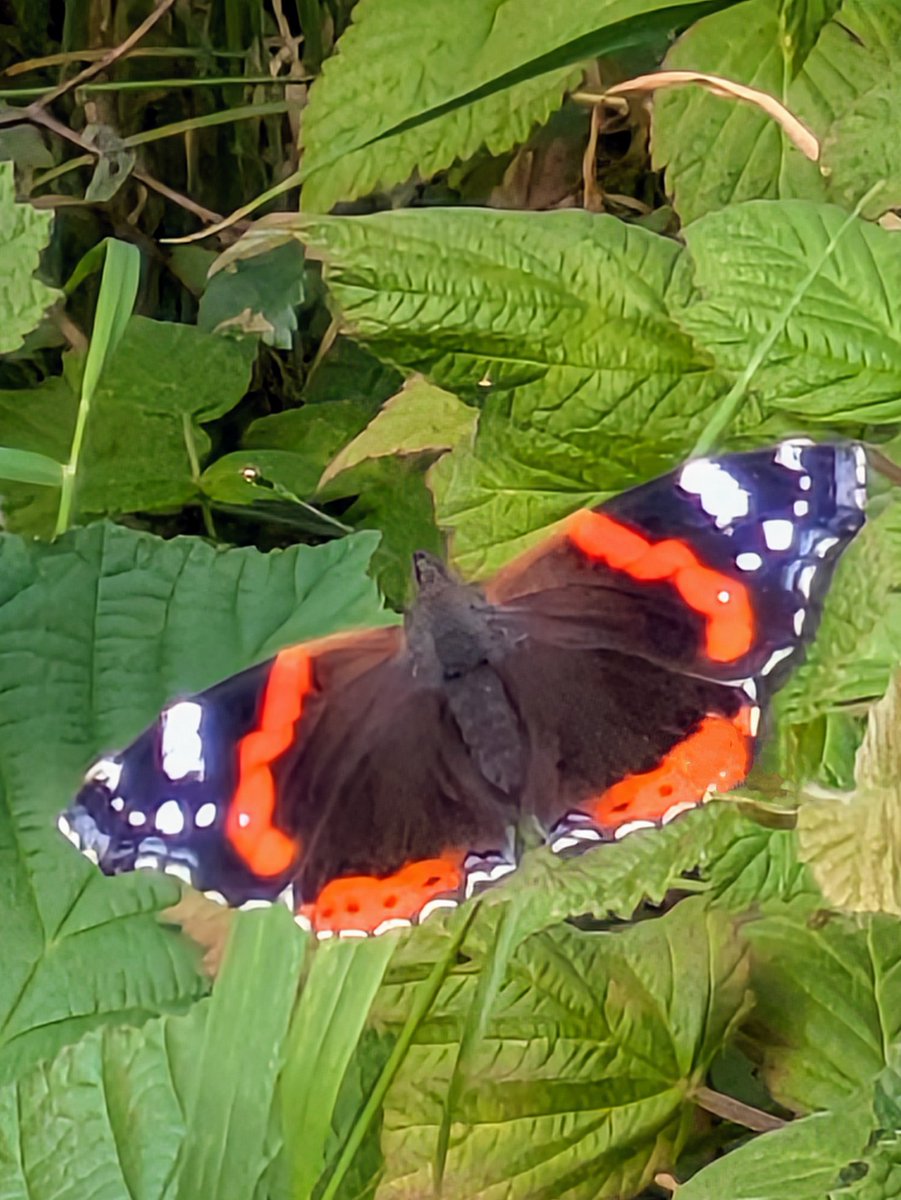 pam_mcinnes's tweet image. #FlutterbyFriday Red Admiral seen at Smardale