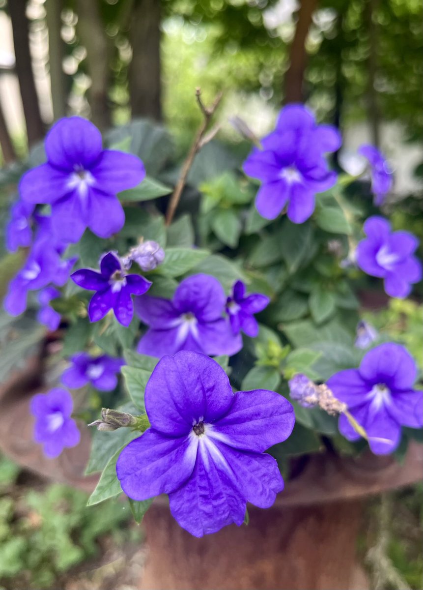 Happy #FlowersOnFriday to all you lovely folks! Sending a respite of peace to anyone who needs it. ⁦<a href="/DavidMariposa1/">David</a>⁩