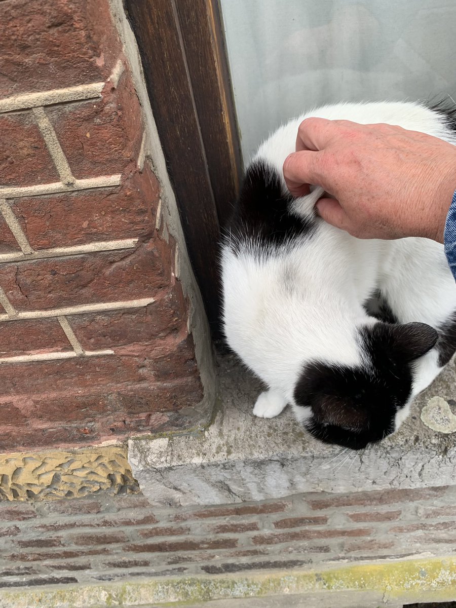 r_glimpses's tweet photo. Kotka poznałam.
#catsofBelgium #Spa https://t.co/gOWdPrCqXA