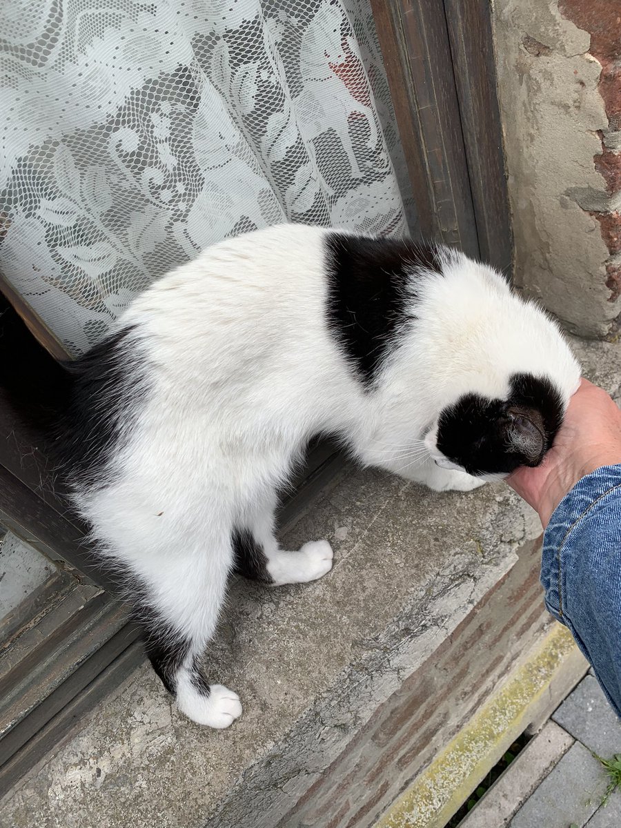 r_glimpses's tweet photo. Kotka poznałam.
#catsofBelgium #Spa https://t.co/gOWdPrCqXA