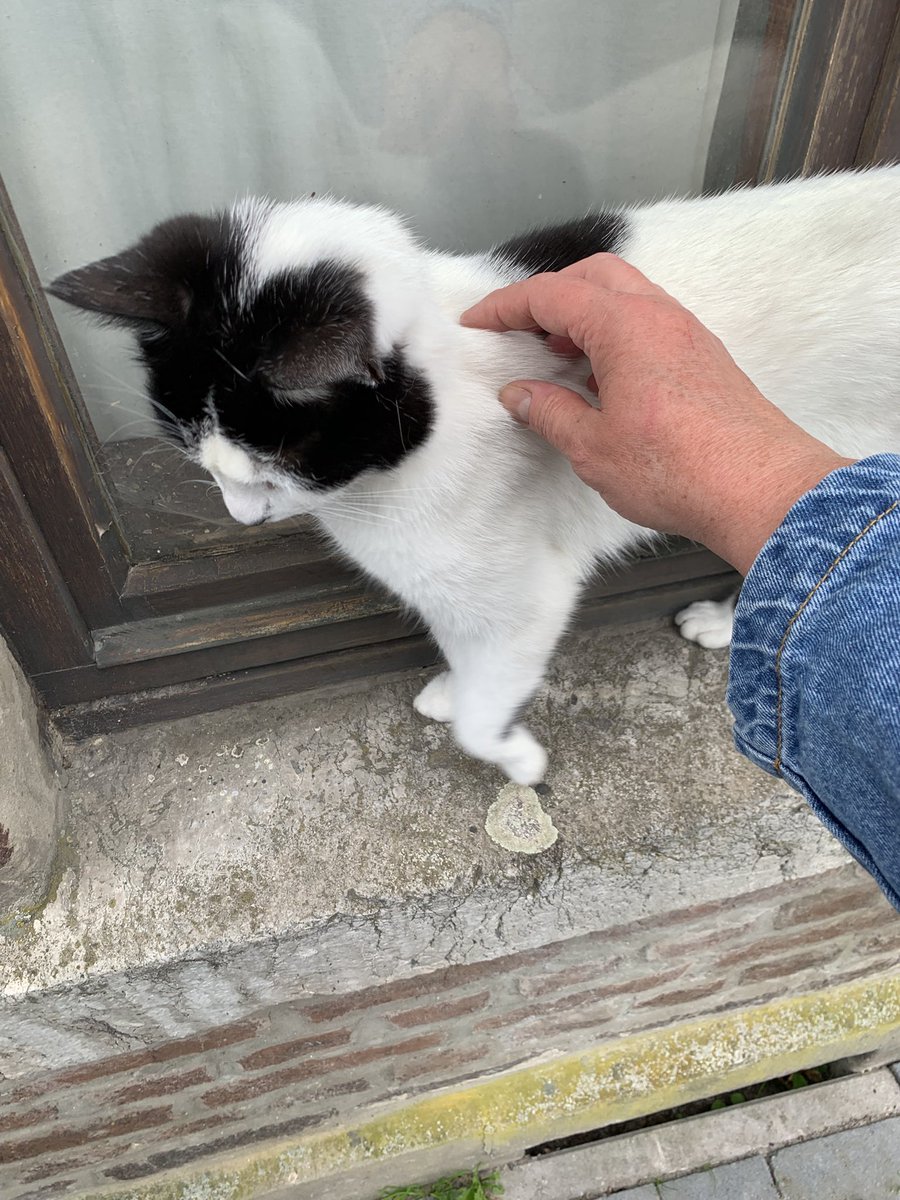 r_glimpses's tweet photo. Kotka poznałam.
#catsofBelgium #Spa https://t.co/gOWdPrCqXA