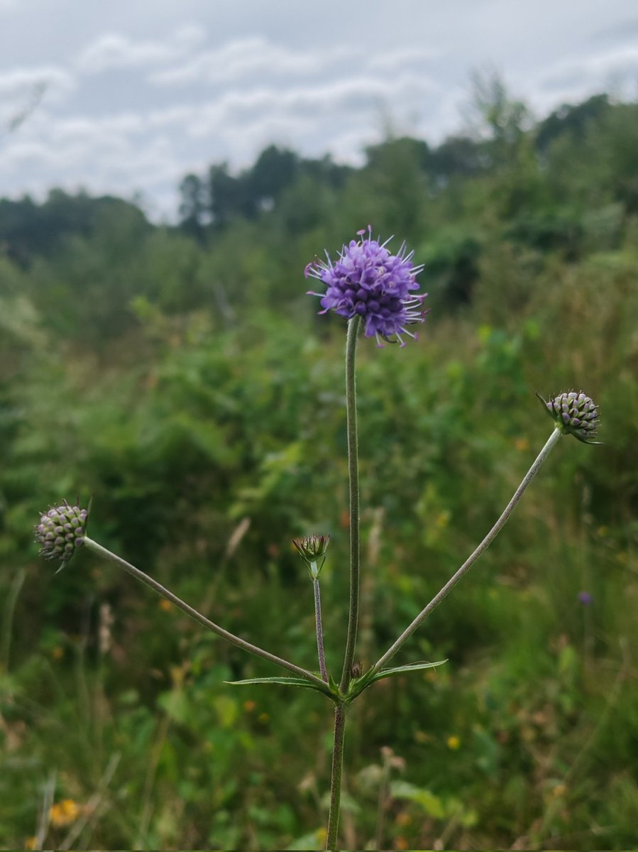 Devil's-bit Scabious at Hothfield Heathlands Nature Reserve, Kent. This fine reserve, and its flora &amp; fauna, offers a glimpse back in time to a once frequent landscape, now almost entirely lost from our County. <a href="/KentWildlife/">Kent Wildlife Trust</a> <a href="/KentWildlife/">Kent Wildlife Trust</a>
<a href="/NESussexandKent/">Natural England - Sussex and Kent Team</a>
<a href="/BSBIbotany/">BSBI: Botanical Society of Britain & Ireland</a> <a href="/Love_plants/">Plantlife</a>