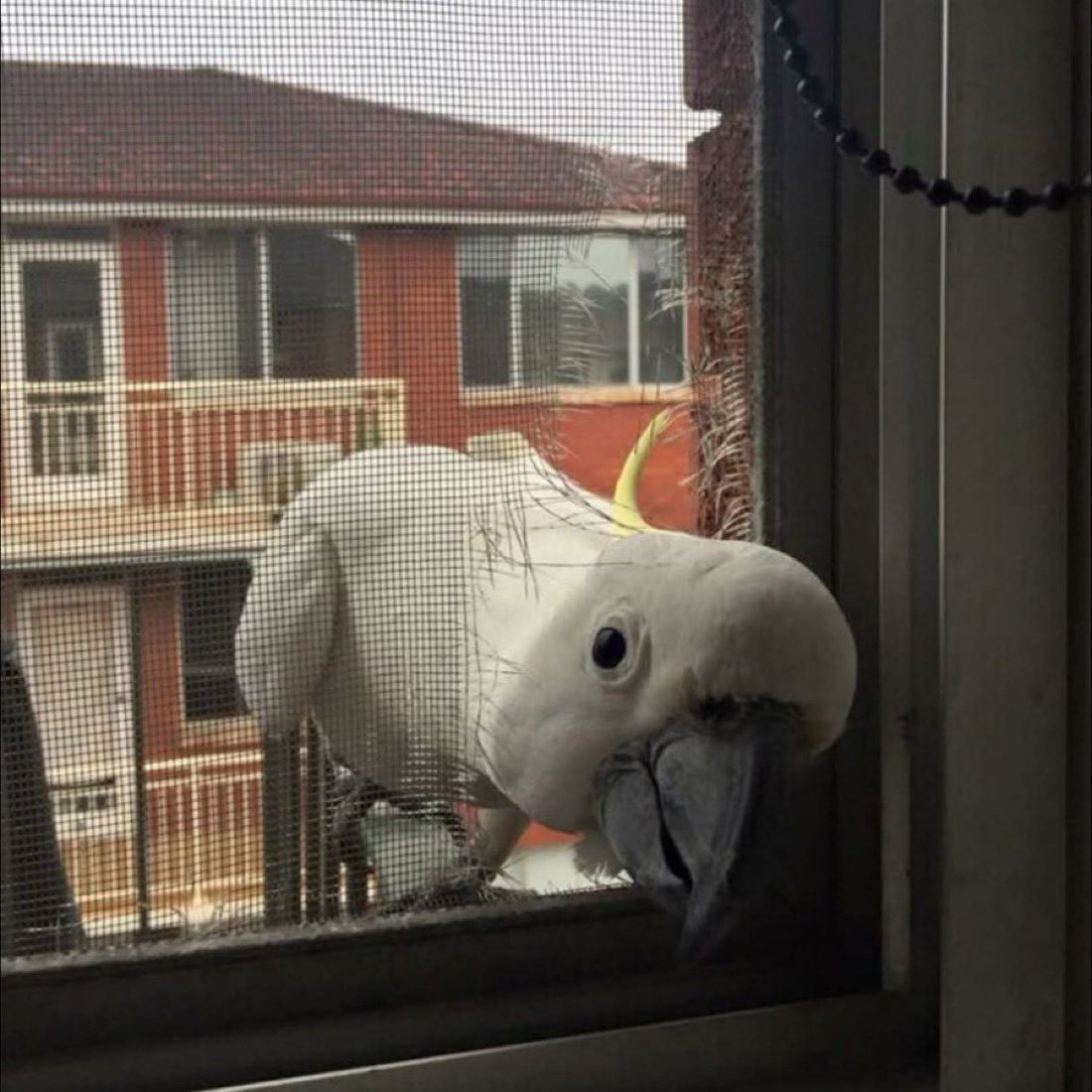 Out of Context Birds (@contextbirds) on Twitter photo 