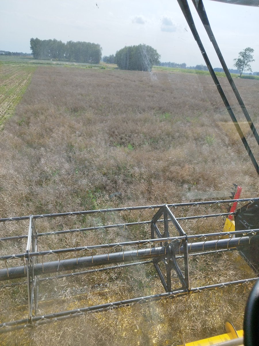 Nie pamiętam takiego roku, żeby żniwa zaczynać 8 sierpnia. Susza i przymrozki na wiosnę  oraz deszczowy zimny lipiec zrobiły swoje.