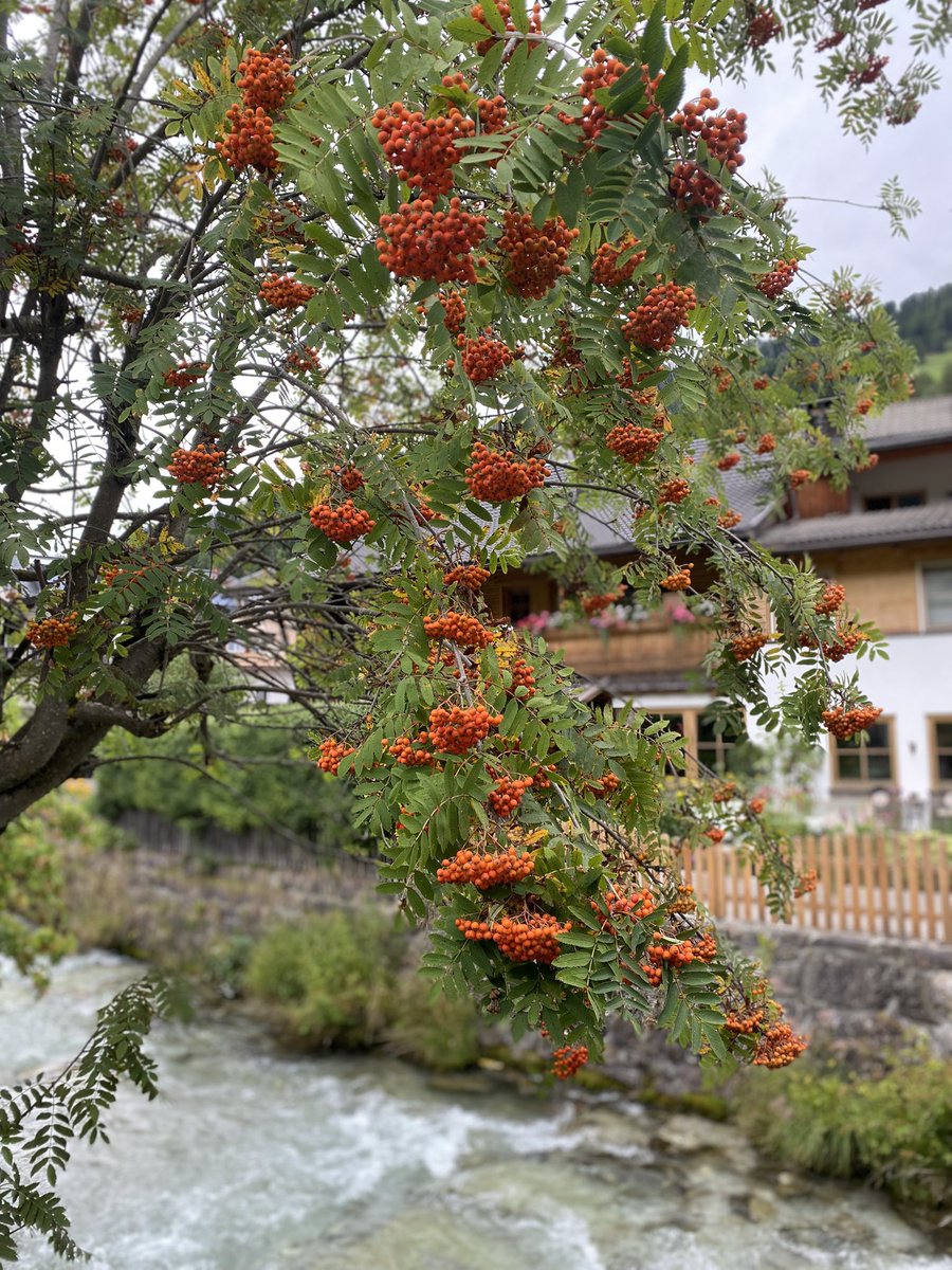 Sonia Zuccaro tweet media