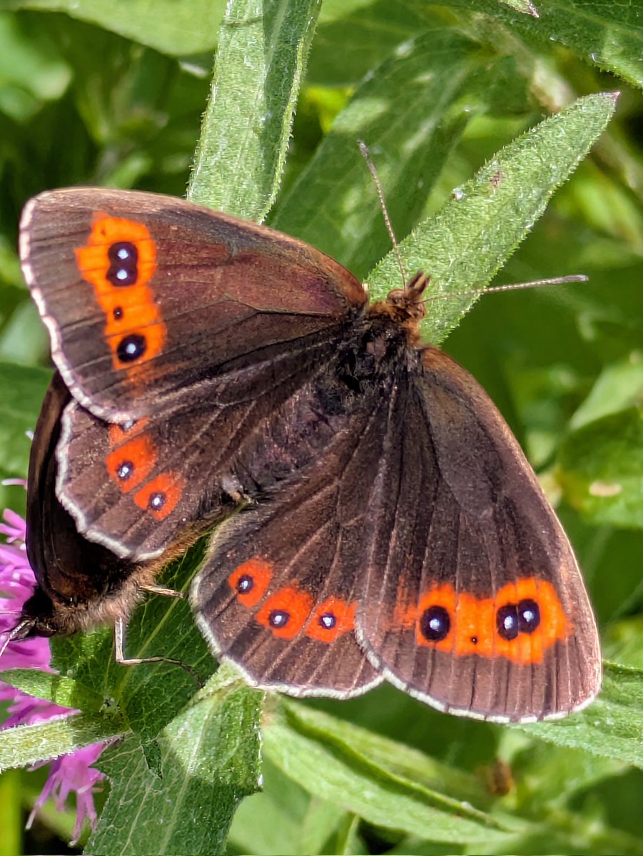 pam_mcinnes's tweet image. #FlutterbyFriday One of about twenty beautiful Scotch Argus Butterfles seen at Smardale with @s4r4h_l and @ray_rambling .