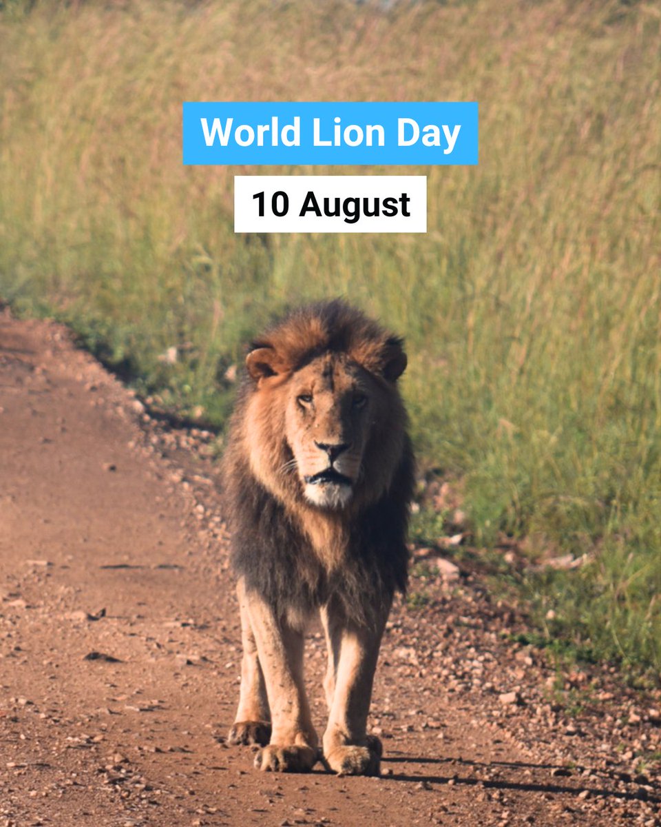 Sunday is World Lion Day.

A century ago, there were 200,000+ lions in Africa.

Today, only about 24,000 lions remain, largely due to human activities, including habitat loss, poaching &amp; illegal trade.