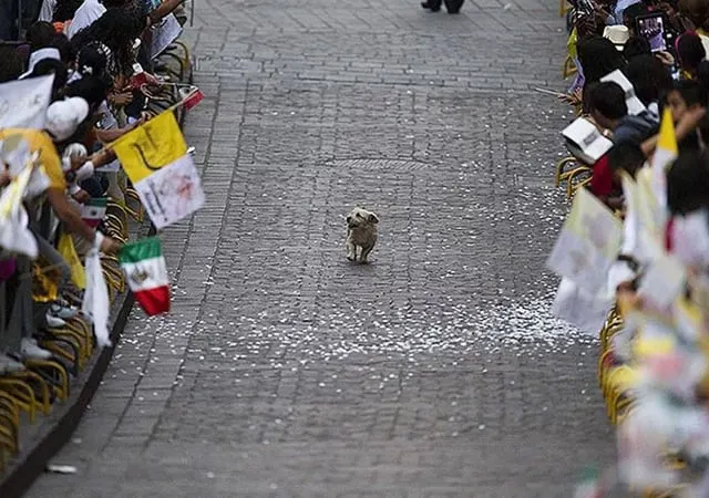DogYearsDAO's tweet photo. Every dog deserves a parade. https://t.co/ygNpzMZbkq
