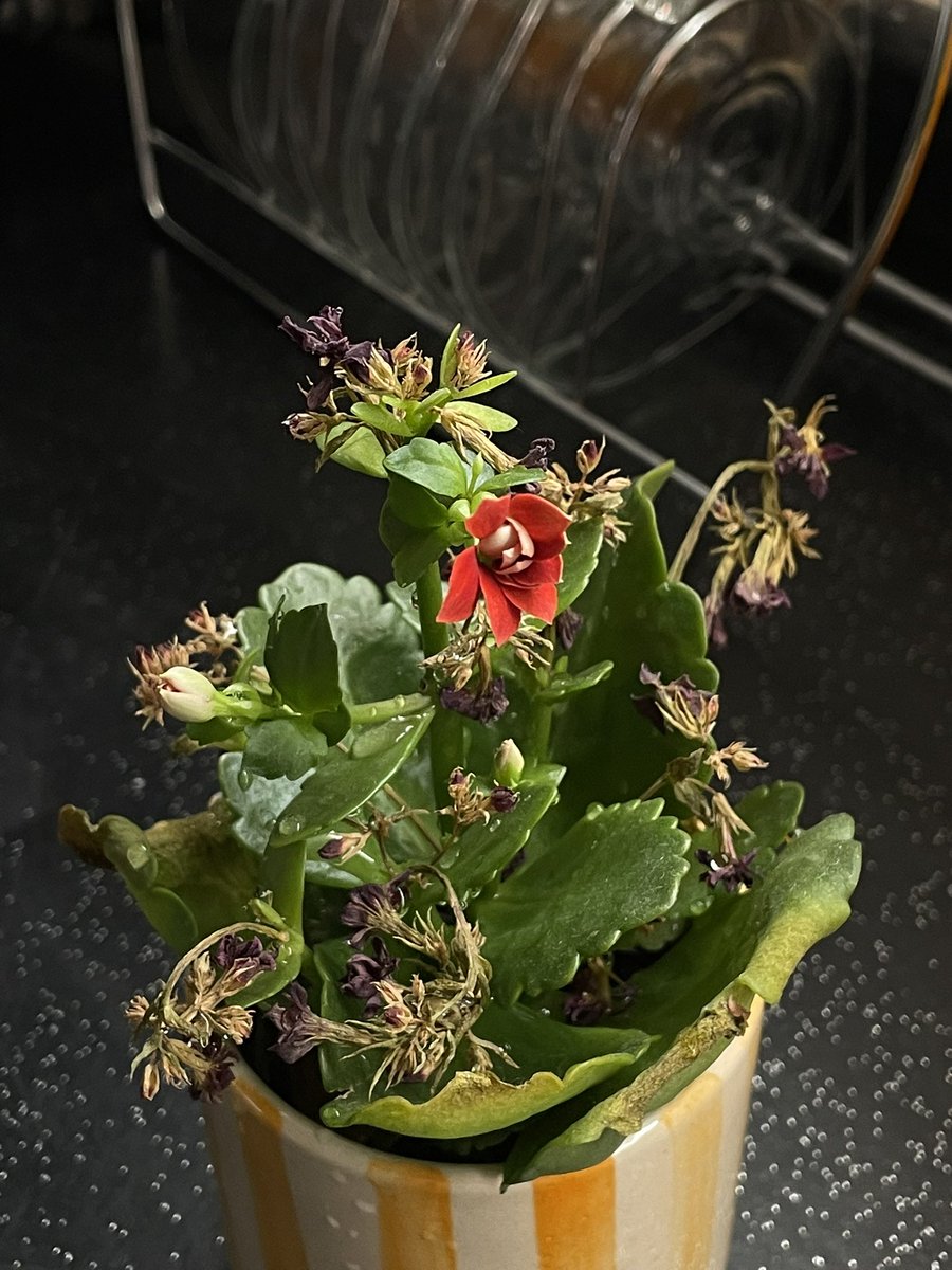 tüm yapraklarımın kurumuş olması çiçek açmayacağım anlamına gelmez