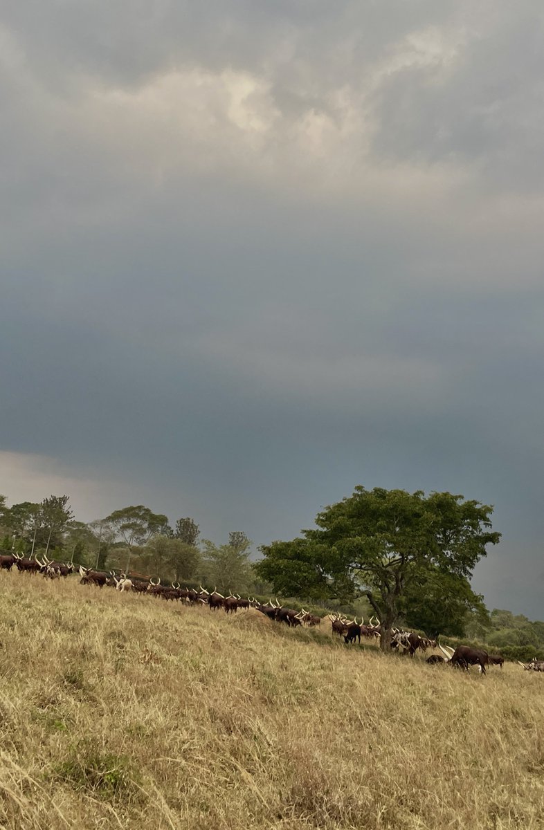 There was hope today that we could get some rain, but all in vain, we keep hoping!

God of rain is listening.