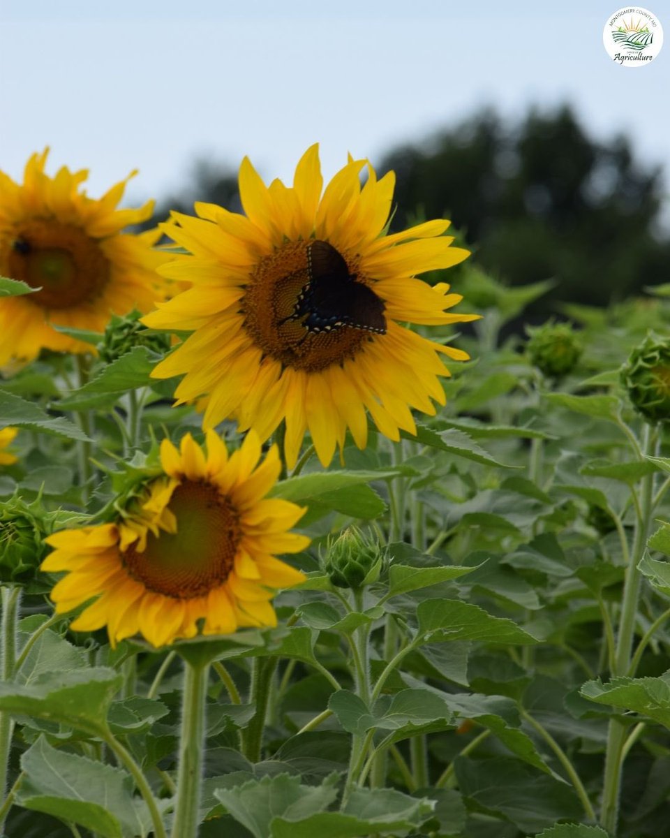 It’s Sunflower Season in Montgomery County! 🌻
Several local farms are getting their fields ready for flower picking!
Connect with Mckee Beshers, Butlers, Pleasant Valley, Deere Valley, and Whitetail Farms for sunflowers! If your farm offers flowers please let us know ! ☺️