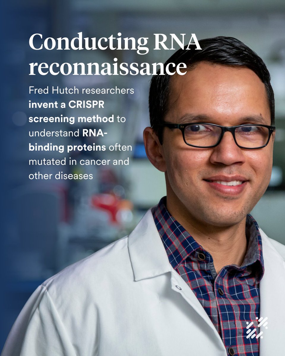 Researchers at Fred Hutch invented a new screening method called ReLiC — described recently in the journal <a href="/Nature/">nature</a> Methods — that solves that problem using CRISPR-Cas9, the Nobel-prize winning gene-editing technology.

Read more: bit.ly/4lecXTu