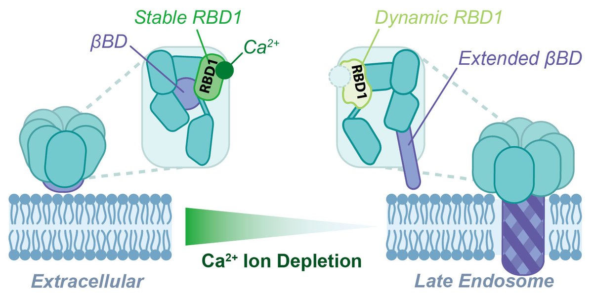 New study reveals how a deadly C. difficile toxin (CDT) sneaks into human cells - not through acidity like others, but via a calcium-based switch. #InfectiousDiseases #Microbiology #CDiff
ibbr.umd.edu/news/researche…