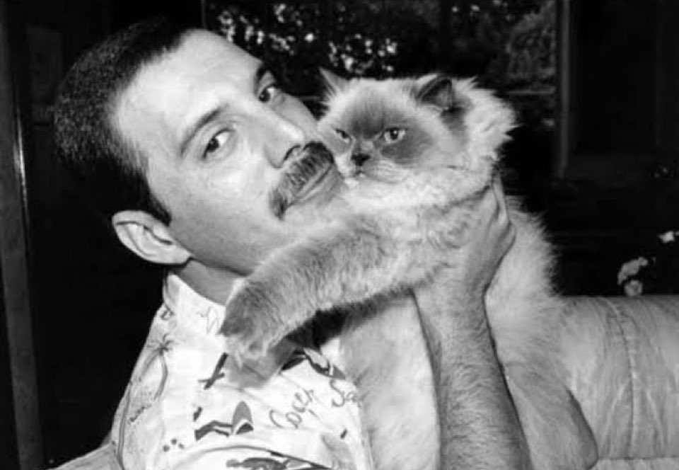 International Cat Day.            Freddie Mercury and his cat!