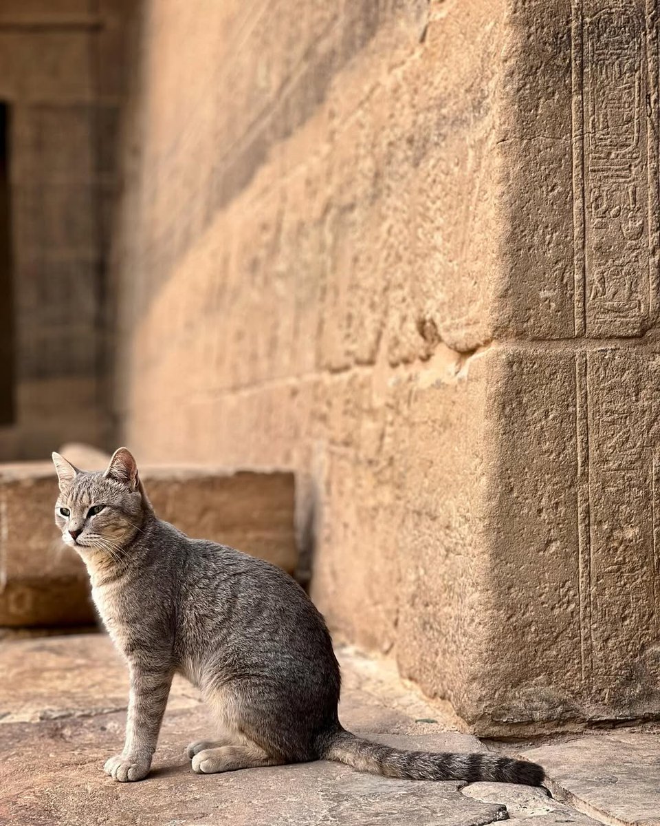 #InternationalCatDay Egypt
