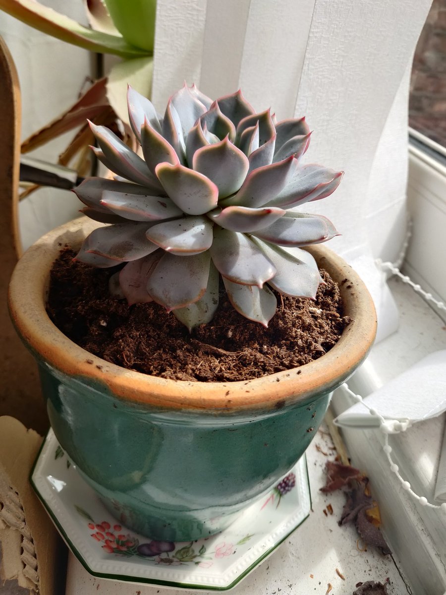 I repotted and pruned my succulent :3