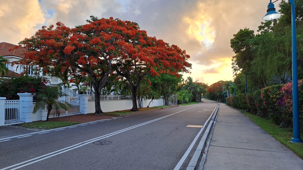 Poinciana, your branches speak to me…" 🎶 Just like Frank Sinatra sang, these fiery blossoms have a way of stealing the spotlight🌸

📍Paradise Island

Explore properties on Paradise Island: l8r.it/cOuD
