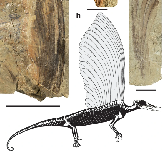 PaleontologieFr's tweet image. C'est un magnifique #fossile et il est français🇫🇷 !
#Mirasaura ("merveilleux lézard"), un #reptile de 247 Ma, possède une crête dorsale formée d'appendices jamais vus auparavant !
#Trias #Drepanosauromorpha
📰doi.org/10.1038/s41586…
sciencesetavenir.fr/archeo-paleo/p…