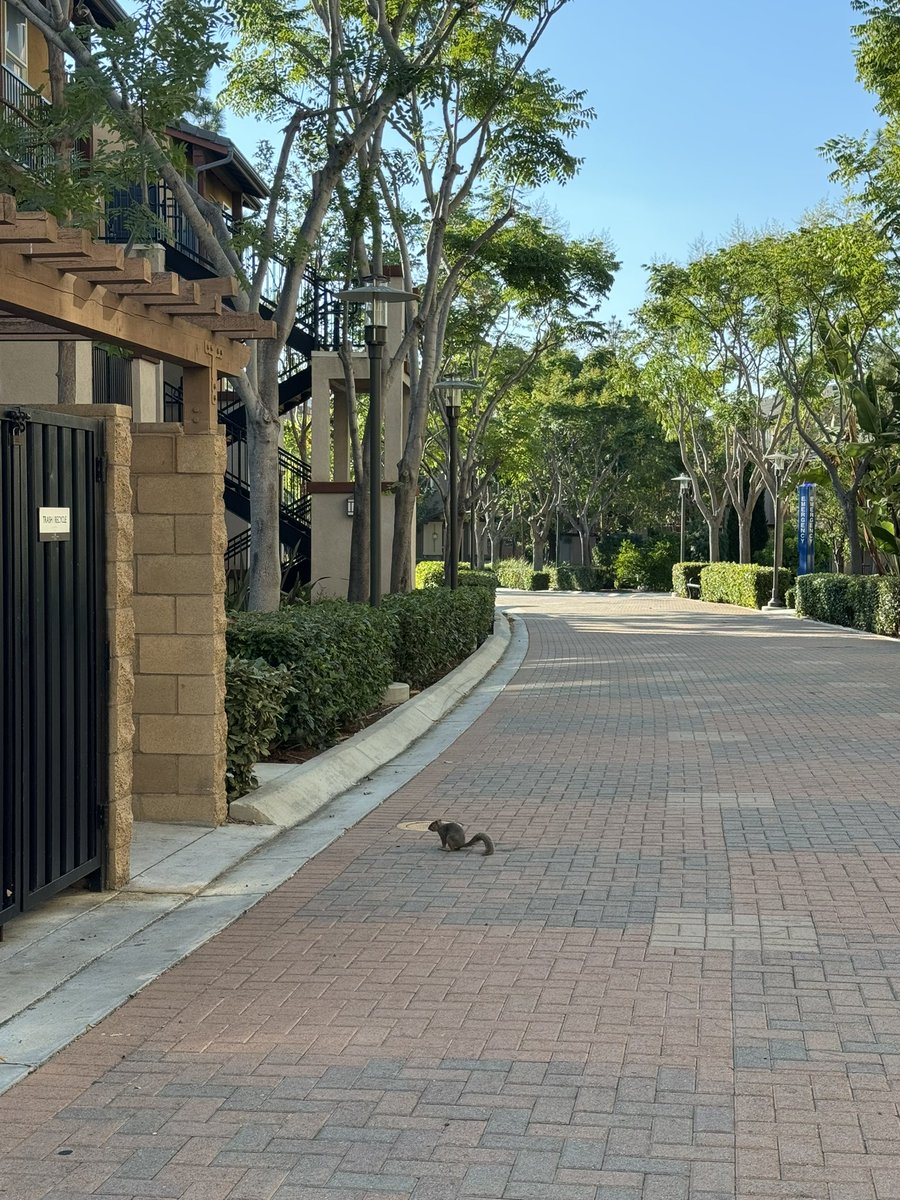 fairyfzy's tweet photo. I love the sunshine in California🥺😭🫶🏻
It brings me happiness everyday😆 (there is a squirrel I think lol https://t.co/Q6qOi9ECq6