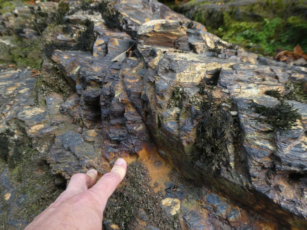 Examples of Variscan associated deformation in Devonian (low temp meta sediments). With a side order of contact metamorphism between basalt and Devonian sediments - in a relatively accessible part of the river Tavy
#geology #science #folding #devongeology #earthscience