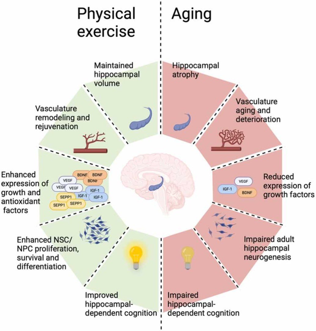 Cognition on the move: Examining the role of physical exercise and neurogenesis in counteracting cognitive aging
sciencedirect.com/science/articl…