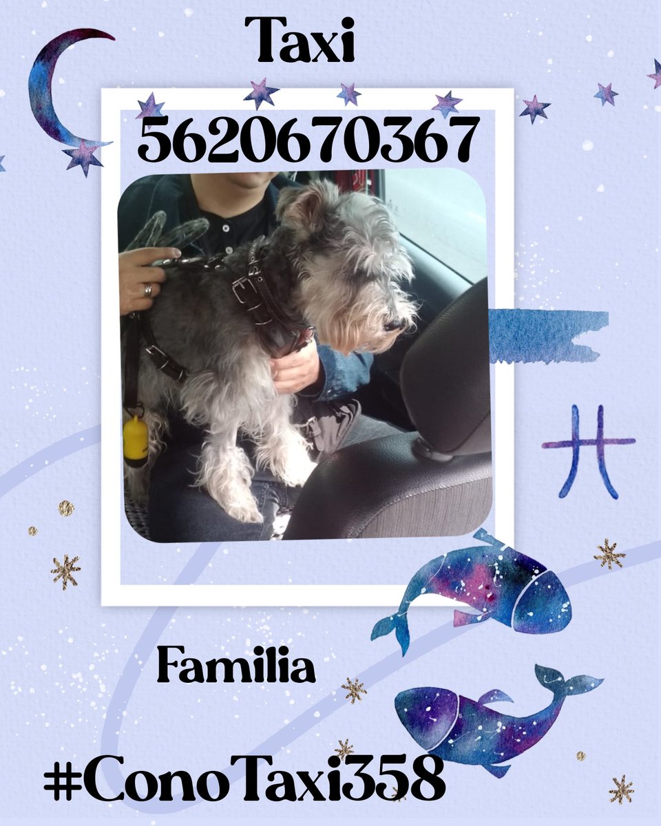 Viajando en familia #TaxiSeguro #conotaxi358  #dogloversmexico #taximascotas #mascotasfelices #transportemascotas #trasladomascotas #petlovers #Taxiparahuellitas #HuellitasenTaxi #mascotasentaxi #conotaxituopción