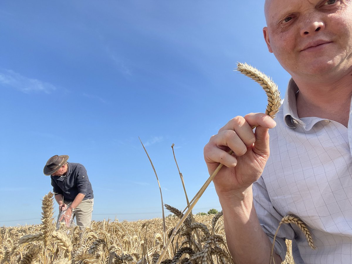 John Miles (@nhojymiles) on Twitter photo Two experienced trial guys hand harvesting parent and grand parents of material in the market now for Agrii rust tussocks <a href="/AgriiUK/">Agrii</a> we were on Evolution and Revelation <a href="/reglimagrain/">Ron Granger</a> <a href="/JCP802/">Colin Patrick</a> Two experienced trial guys hand harvesting parent and grand parents of material in the market now for Agrii rust tussocks <a href="/AgriiUK/">Agrii</a> we were on Evolution and Revelation <a href="/reglimagrain/">Ron Granger</a> <a href="/JCP802/">Colin Patrick</a>