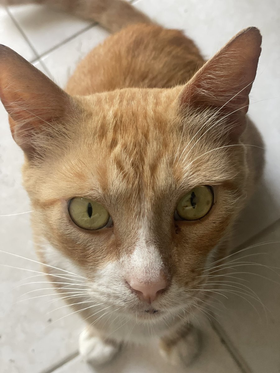 ✨Feliz Día del Gato✨ 😼